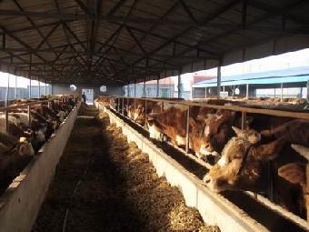 泰安力格生物技術 [官方網站] 公司主要研發、生產混合型飼料添加劑